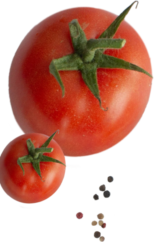 Tomatoes on a white background